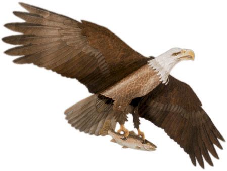 Jackite Bald Eagle Kite