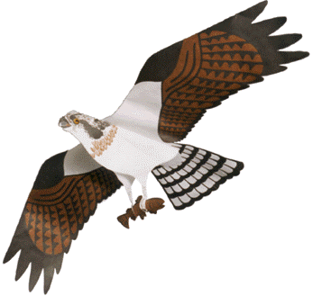 Jackite Osprey Kite